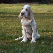  NICO Loyal Point FCI 2