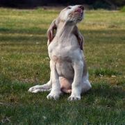  NICO Loyal Point FCI 3