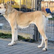 NICOLE S SEVERNOGO URALA