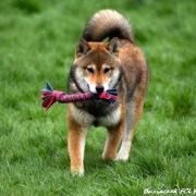 NIJI NO KUMOME GO ENSHUU HIROSESOU