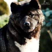 Terra Di Amore EVGENIKA 