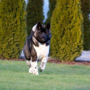 Terra Di Amore EVGENIKA 2