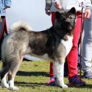 Terra Di Amore EVGENIKA 4