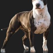 Nimiloxus Nasha Narcotic Dream 2