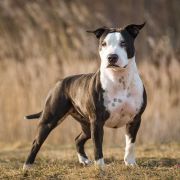 Nimiloxus Nasha Narcotic Dream 4