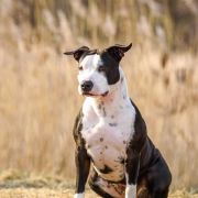 Nimiloxus Nasha Narcotic Dream 5