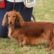 NIRRTI NASIRA Kollapsar FCI