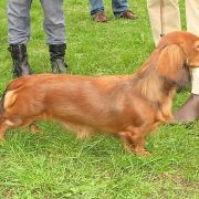 NIRRTI NASIRA Kollapsar FCI 2