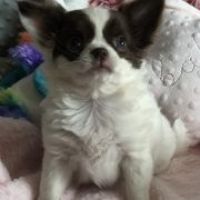 No Milk Todey Tokeya FCI 