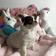 No Milk Todey Tokeya FCI 