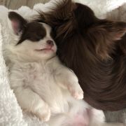 No Milk Todey Tokeya FCI 