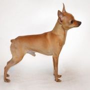 NORIS CHAK LITL TOUS