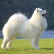 NORTH SIBERIAN LOVE Vidnavska Zare