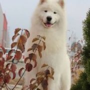 NORTH SIBERIAN LOVE Vidnavska Zare 2