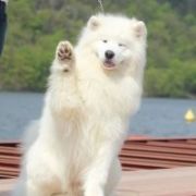 NORTH SIBERIAN LOVE Vidnavska Zare 3