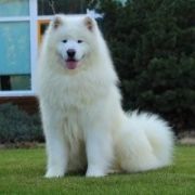 NORTH SIBERIAN LOVE Vidnavska Zare 4