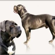 NOSFERATI SILVER DK Al-Ma-Paulus