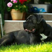 NOSFERATI SILVER DK Al-Ma-Paulus 2