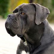 NOSFERATI SILVER DK Al-Ma-Paulus 3