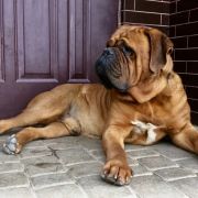  NOSFERATU de Privadiis