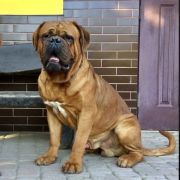  NOSFERATU de Privadiis 2