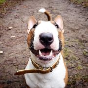 Notforyou AMAZING FOR FITBULL