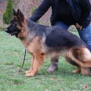 NUTELLA von Skorpionenblut