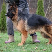 NUTELLA von Skorpionenblut