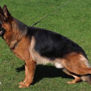 Розплідник