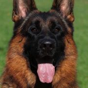 Розплідник