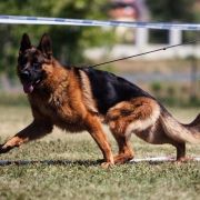 Розплідник