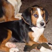  O szczeniaczki Gończego Hamiltona