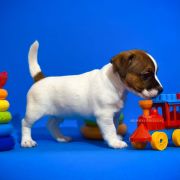 Odin's Lightning Heavenly Blessing