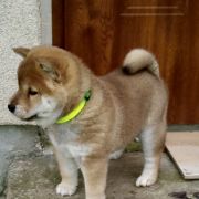 OJI NO KITSUNE