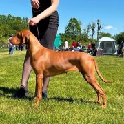 Oksi Dwa Bratanki FCI