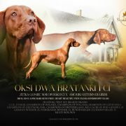 Oksi Dwa Bratanki FCI