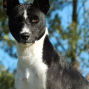 Old Legend's Juniper 