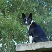 Old Legend's Juniper 2