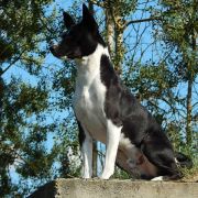 Old Legend's Juniper 3