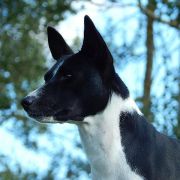 Old Legend's Juniper 4