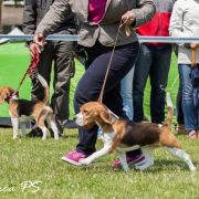 OLYMPIC QUEEN Simpatica PS 2