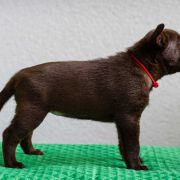 ON FIRE YGRITTE Red Radimus 