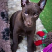 ON FIRE YGRITTE Red Radimus 2