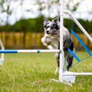 ONE IN A MILLION Border Song