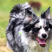 ONE IN A MILLION Border Song 2