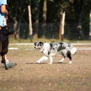 ONE IN A MILLION Border Song 3