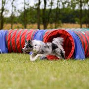 ONE IN A MILLION Border Song 4