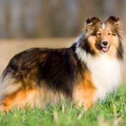 ONE LIFE ONE LOVE Lohrien vel SWEET