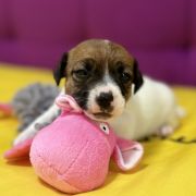 Opulent Grace Heavenly Blessing