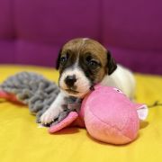 Opulent Grace Heavenly Blessing